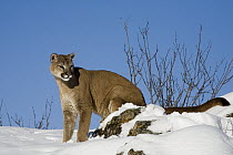 Mountain Lion (Puma concolor) in snow, Kalispell, Montana