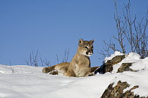 Mountain Lion (Puma concolor) lying in the snow, Kalispell, Montana