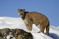 Mountain Lion (Puma concolor) in the snow, Kalispell, Montana
