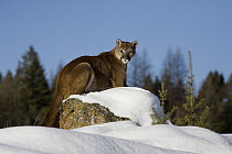 Mountain Lion (Puma concolor) sitting in snow, Kalispell, Montana