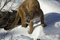 Mountain Lion (Puma concolor) in the snow, Kalispell, Montana