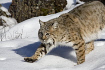 Bobcat (Lynx rufus) stalking in winter, Kalispell, Montana
