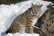 Bobcat (Lynx rufus) sitting in the snow, Kalispell, Montana