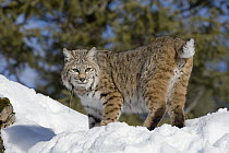 Bobcat (Lynx rufus) in the snow showing bobbed tail, Kalispell, Montana