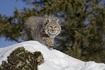 Bobcat (Lynx rufus) stalking in the snow, Kalispell, Montana