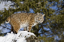 Bobcat (Lynx rufus) in the snow, Kalispell, Montana