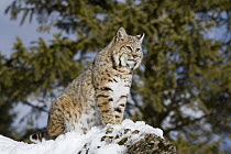 Bobcat (Lynx rufus) sitting in the snow, Kalispell, Montana