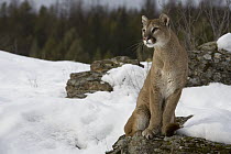 Mountain Lion (Puma concolor) sitting in the snow, Kalispell, Montana