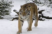 Siberian Tiger (Panthera tigris altaica) walking in snow, captive, Kalispell, Montana