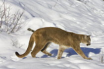 Mountain Lion (Puma concolor) hunting in the snow, Kalispell, Montana