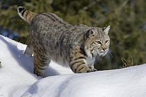 Bobcat (Lynx rufus) walking in the snow, Kalispell, Montana
