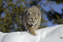 Bobcat (Lynx rufus) stalking in the snow, Kalispell, Montana