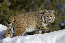 Bobcat (Lynx rufus) walking in the snow, bobbed tail visible, Kalispell, Montana