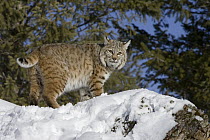 Bobcat (Lynx rufus) in the snow with bobbed tail visible, Kalispell, Montana