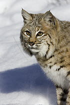 Bobcat (Lynx rufus) portrait in snow, Kalispell, Montana