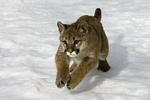 Mountain Lion (Puma concolor) cub in the snow, Kalispell, Montana