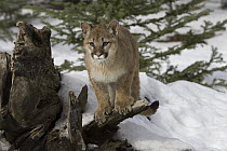 Mountain Lion (Puma concolor) cub, Kalispell, Montana