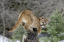 Mountain Lion (Puma concolor) cub climbing on snag, Kalispell, Montana