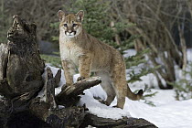 Mountain Lion (Puma concolor) cub, Kalispell, Montana