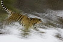 Siberian Tiger (Panthera tigris altaica) running, captive, Kalispell, Montana