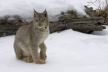 Canada Lynx (Lynx canadensis) sitting in the snow, Kalispell, Montana
