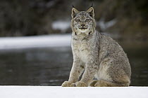Canada Lynx (Lynx canadensis) sitting in the snow, Kalispell, Montana