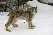 Canada Lynx (Lynx canadensis) in the snow, Kalispell, Montana