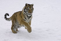 Siberian Tiger (Panthera tigris altaica) leaping in snow, endangered, Kalispell, Montana