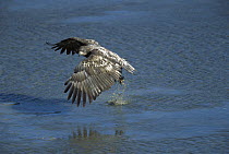 White-tailed Eagle (Haliaeetus albicilla) hunting for fish in water, Yunnan Province, China