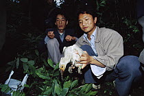 Crested Ibis (Nipponia nippon) bird researchers banding a hatchling, Shaanxi Province, China