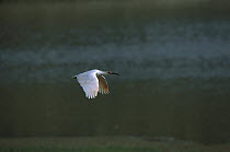 Crested Ibis (Nipponia nippon) flying over water, Yang Xian, Shaanxi, China