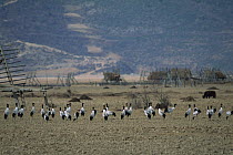 Black-necked Crane (Grus nigricollis) flock standing in plowed field, Yunnan Province, China