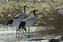 Red-crowned Crane (Grus japonensis) three standing on snowy ground, Zhalong Nature Reserve, Heilongjiang Province, China