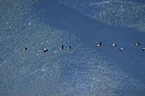 Black-necked Crane (Grus nigricollis) flock flying against mountains, Diging Prefecture, Yunnan Province, China