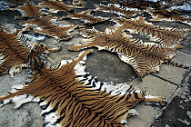 Tiger (Panthera tigris) confiscated skins from Yunnan-Burma border, Yunnan Province, China