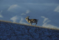 Przewalski's Gazelle (Procapra przewalskii) running on grassy, snow covered ground with mountains in the background, near Qinghai Lake, Qinghai Province, China