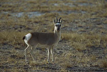 Mongolian Gazelle (Procapra gutturosa) alert adult standing in open grassland, Kekexili, Qinghai Province, China