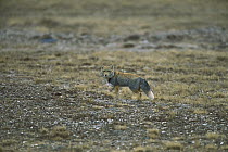 Tibetan Fox (Vulpes ferrilata) in open grassland, China