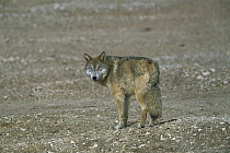 Timber Wolf (Canis lupus) adult standing on bare ground, looking back over its shoulder, Kekexili, Qinghai Province, China