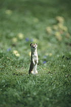 Least Weasel (Mustela nivalis) standing upright and alert in green grass, Asia