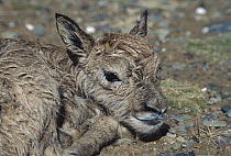 Chiru (Pantholops hodgsonii) newborn calf on the ground, Kekexili, Qinghai Province, China