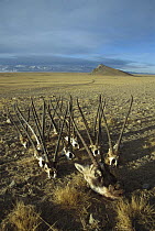 Chiru (Pantholops hodgsonii) confiscated skulls and antlers of poached males, Arjin Mountains, Xinjiang, northwestern China