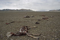 Chiru (Pantholops hodgsonii) carcasses of animals killed by poachers for their valuable fur, Arjin Mountain Nature Reserve, Xinjiang, northwestern China