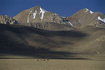 Chiru (Pantholops hodgsonii) small herd of four females walking across barren plain with mountains behind, Ari, Tibet