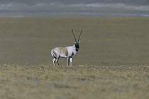 Chiru (Pantholops hodgsonii) male standing in open grassland, Kekexili, Qinghai Province, China