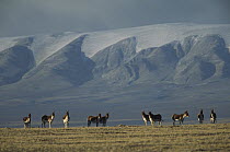 Tibetan Wild Ass (Equus hemionus kiang) herd standing alert on grassy plain, Kekexili, Qinghai Province, China