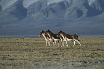 Tibetan Wild Ass (Equus hemionus kiang) three walking on grassy plain, Kekexili, Qinghai Province, China