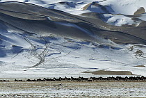 Tibetan Wild Ass (Equus hemionus kiang) herd standing alert in snowy plain with mountains behind, Asia