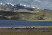 Tibetan Wild Ass (Equus hemionus kiang) herd running across Tibetan Plateau, Qinghai, China