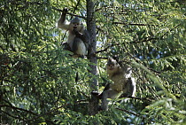 Yunnan Snub-nosed Monkey (Rhinopithecus bieti) pair in tree, Weixi County, Yunnan Province, China